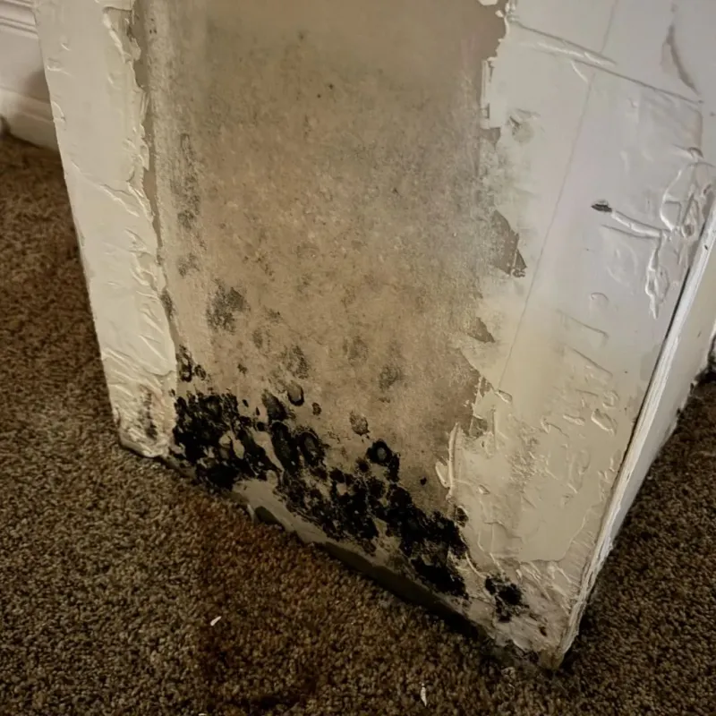 Professional Mold Removal in Hough, OH